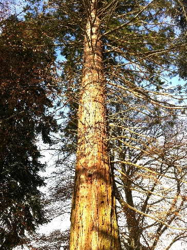 Une image contenant plante, arbre, plein air, conifère

Le contenu généré par l’IA peut être incorrect.