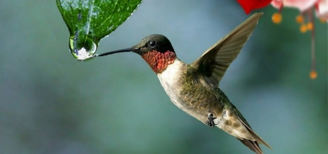 Une image contenant colibri, oiseau

Description générée automatiquement